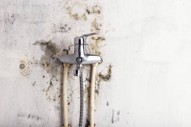 Best Toxic Mold Removal  in Midtown, TN