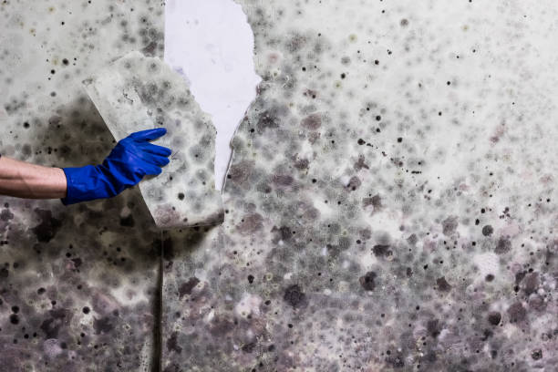 Best Mold Damage Repair  in Midtown, TN