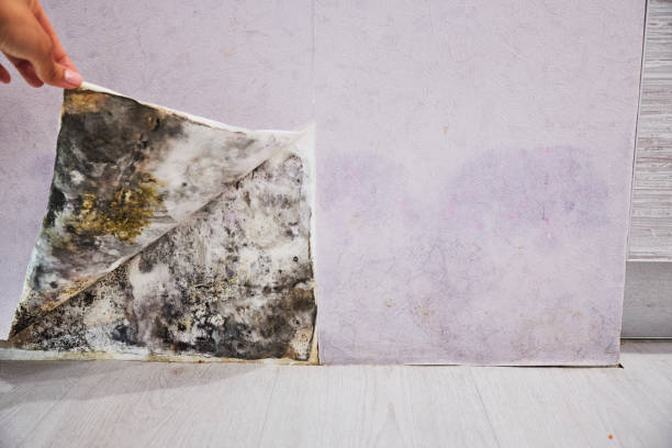 Best Fast Mold Removal  in Midtown, TN